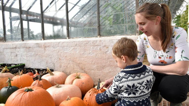 A parent and young child point and look at a display of orange pumpkins in a glasshouse at Tyntesfield